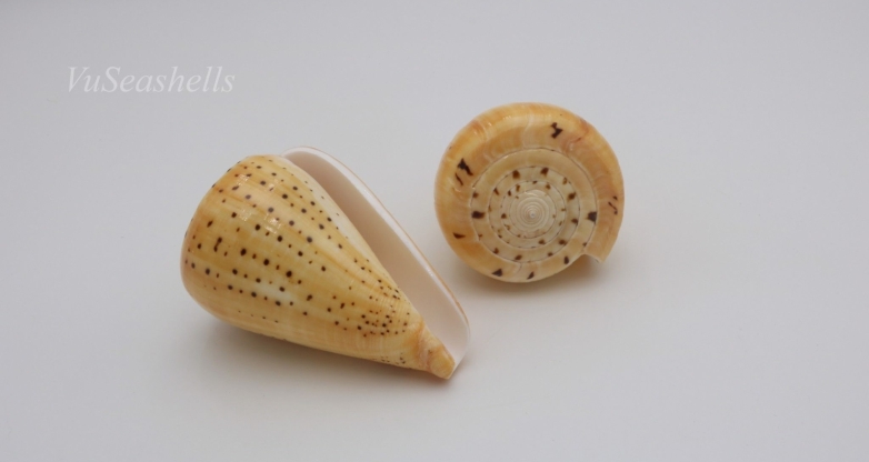 Cơ Sở Sản Xuất Mỹ Nghệ Thanh Thêm